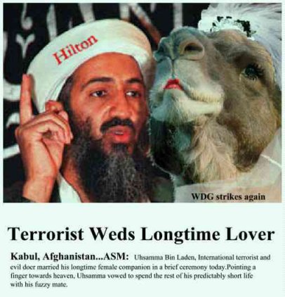Bin Laden and camel wife