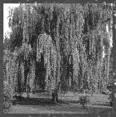 weeping willow